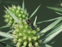 Hylaeus hyalinatus 1, Tuinmaskerbij, female, Saxifraga-Frits Bink