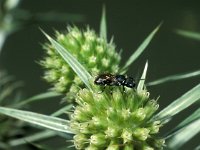 Hylaeus hyalinatus 2, Tuinmaskerbij, female, Saxifraga-Frits Bink