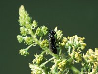 Hylaeus signatus