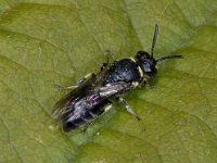 Hylaeus spec 01 #03913 : Hylaeus cf confusus, Maskerbij