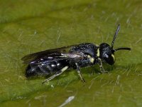 Hylaeus spec 01 #03915 : Hylaeus cf confusus, Maskerbij