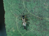 Hyposoter placides 1, ex Lycaena dispar, Saxifraga-Frits Bink