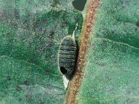 Hyposoter placides 2, ex Lycaena dispar, Saxifraga-Frits Bink