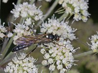 Ichneumonidae #03426 : Ichneumonidae