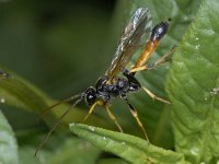 Ichneumonidae #02499 : Ichneumonidae