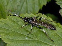 Ichneumonidae #04103 : Ichneumonidae