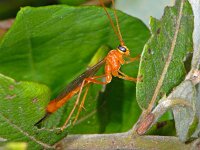 Ichneumonidae sp 16, Saxifraga-Ab H Baas