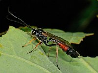 Ichneumonidae sp 21, Saxifraga-Ab H Baas