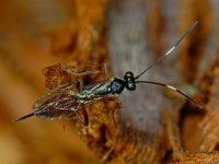 Ischnus inquisitorius 1, Saxifraga-Ab H Baas