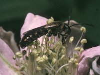 Lasioglossum calceatum, Slender Mining Bee