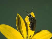 Lasioglossum calceatum 3, Gewone geurgroefbij, male, Saxifraga-Frits Bink