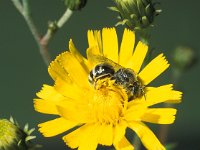 Lasioglossum leucozonium 2, Matte bandgroefbij, female, Saxifraga-Frits Bink