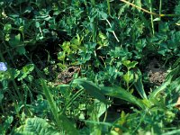 Lasioglossum leucozonium 3, Matte bandgroefbij, nests, Saxifraga-Frits Bink