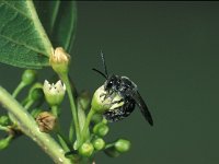 Lasioglossum sexnotatum 4, Zesvlekkige groefbij, male, Saxifraga-Frits Bink