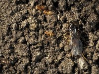 Lasius flavus, Yellow meadow ant