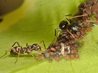 Lasius fuliginosus 13, Saxifraga-Ab H Baas