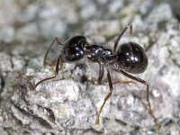 Lasius fuliginosus #04262 : Lasius fuliginosus, Glanzende houtmier