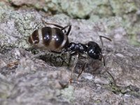 Lasius fuliginosus #04270 : Lasius fuliginosus, Glanzende houtmier