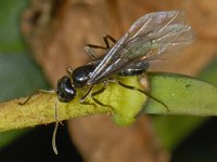 Lasius fuliginosus 01 #07883 : Lasius fuliginosus, Glanzende houtmier, Queen