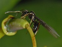 Lasius fuliginosus 01 #07884 : Lasius fuliginosus, Glanzende houtmier, Queen