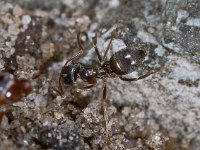 Lasius niger 11, Zwartbruine wegmier, Saxifraga-Ab H Baas