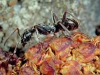 Lasius niger 12, Zwartbruine wegmier, Vlinderstichting-Ab H Baas