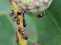 Lasius niger 13, Zwartbruine wegmier, Saxifraga-Tom Heijnen