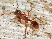 Leptothorax nylanderi 1, Saxifraga-Ab H Baas