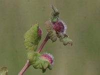 Liposthenes glechomae 1, Hondsdrafbesjesgalwesp, Saxifraga-Peter Meininger