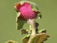 Liposthenes glechomae 2, Hondsdrafbesjesgalwesp, Saxifraga-Peter Meininger