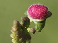 Liposthenes glechomae 3, Hondsdrafbesjesgalwesp, Saxifraga-Peter Meininger