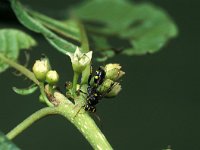 Listrodomus nycthemerus 2, Saxifraga-Frits Bink