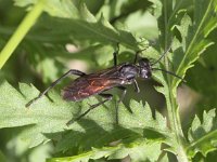 Macrophya annulata 1, Saxifraga-Peter Meininger