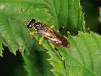 Macrophya montana 1, female, Saxifraga-Ab H Baas