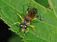 Macrophya montana 2, female, Saxifraga-Ab H Baas