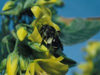 Macropis europaea 2, Gewone slobkousbij, female, Saxifraga-Pieter van Breugel