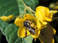 Macropis europaea 4, Gewone slobkousbij, female, Saxifraga-Pieter van Breugel