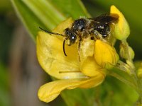 Macropis europaea 01 #08453 : Macropis europaea, Gewone slobkousbij, male