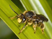 Macropis europaea 01 #08458 : Macropis europaea, Gewone slobkousbij, male