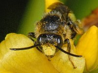 Macropis europaea 8, Gewone slobkousbij, male, Saxifraga-Ab H Baas