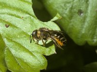 Megachile centuncularis 1, Tuinbladsnijder, Saxifraga-Pieter van Breugel