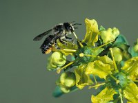 Megachile centuncularis 18, Tuinbladsnijder, Saxifraga-Frits Bink