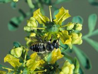 Megachile centuncularis 19, Tuinbladsnijder, Saxifraga-Frits Bink