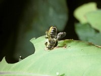 Megachile centuncularis 2, Tuinbladsnijder, Saxifraga-Pieter van Breugel