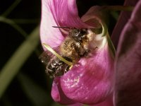 Megachile ericetorum 12, Lathyrusbij, male, Saxifraga-Pieter van Breugel