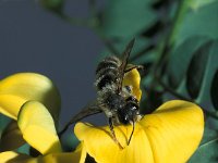 Megachile ericetorum 13, Lathyrusbij, male, Saxifraga-Frits Bink