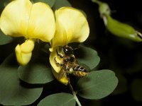 Megachile ericetorum 2, Lathyrusbij, female, Saxifraga-Pieter van Breugel