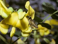 Megachile ericetorum 3, Lathyrusbij, female, Saxifraga-Pieter van Breugel