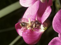 Megachile ericetorum 5, Lathyrusbij, female, Saxifraga-Pieter van Breugel