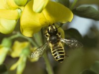 Megachile ericetorum 6, Lathyrusbij, female, Saxifraga-Pieter van Breugel